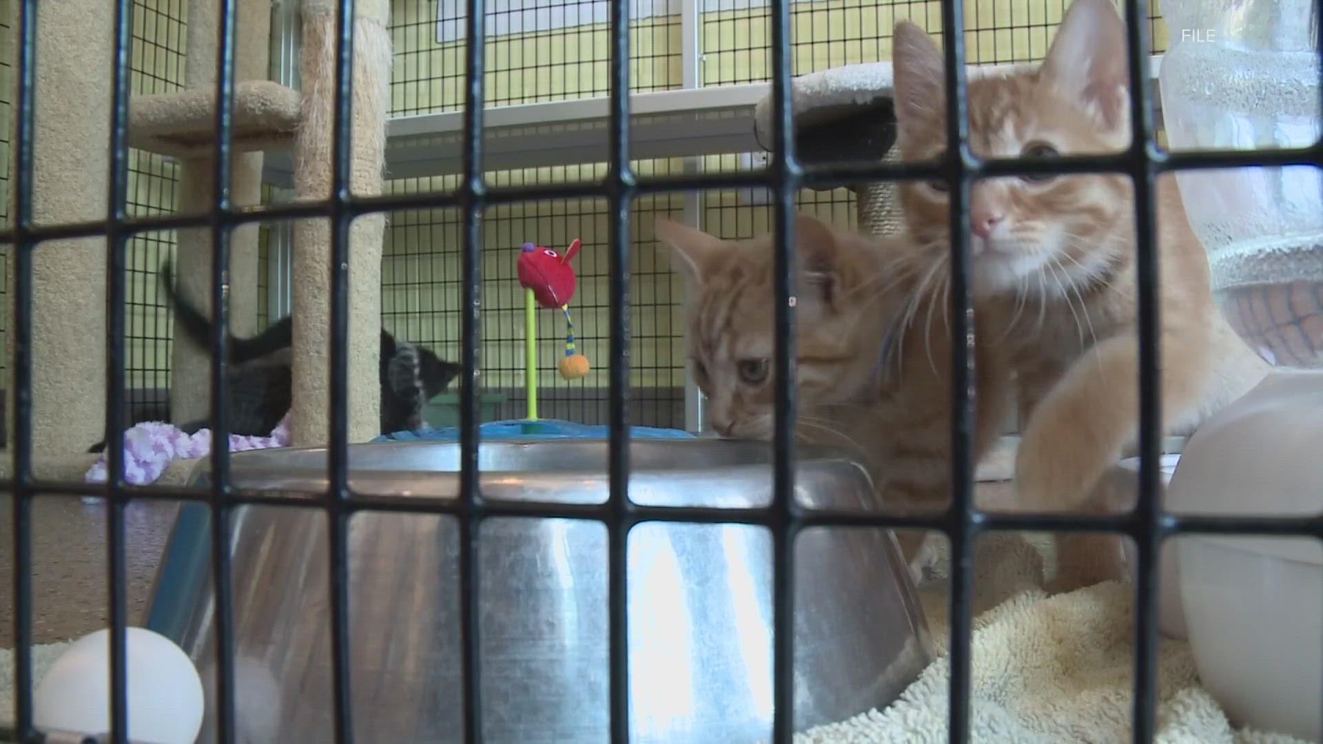 The City of New Albany will fully fund the New Albany - Floyd County Animal Shelter for the rest of the year.