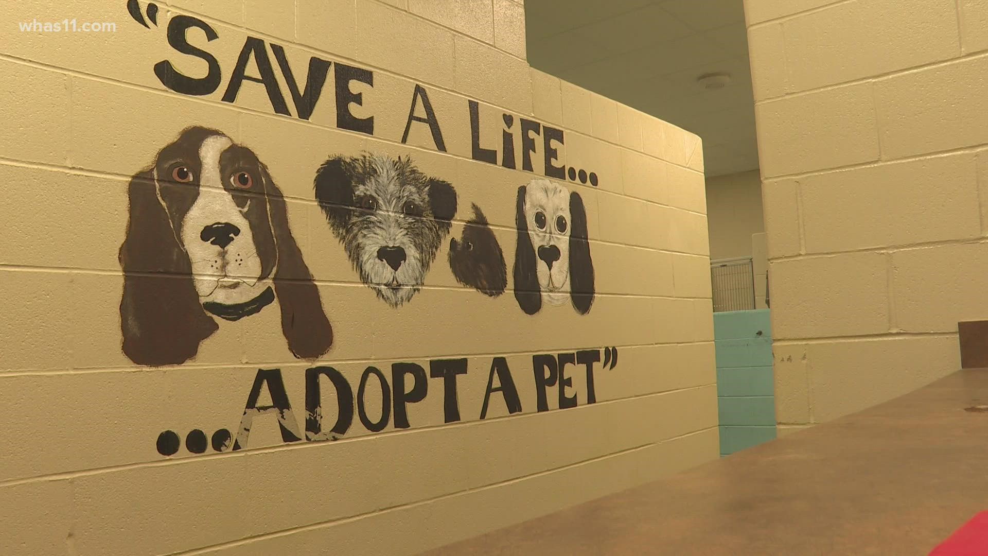 if you're looking to get a furry friend and you see one up for sale in public space you may want to think again. The council is seeking to eliminate puppy mills.
