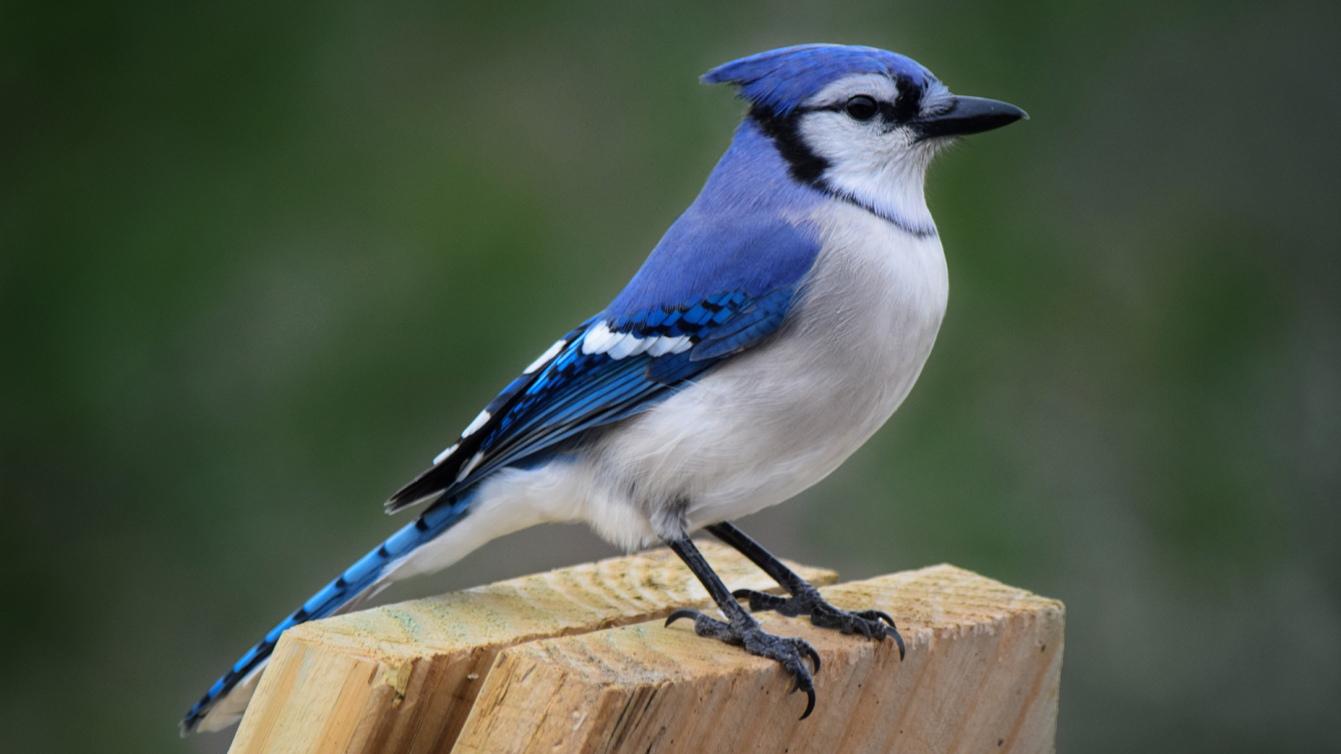 Blue Jay  Ohio Department of Natural Resources