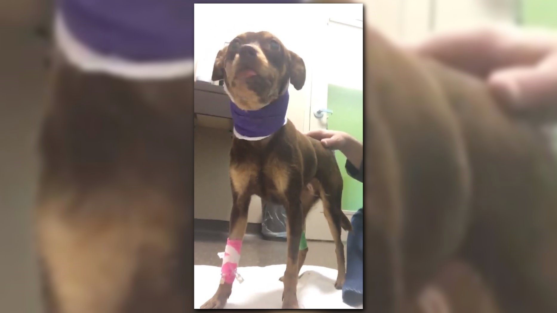 Owner distraught after 9pound Chihuahua shot by cop