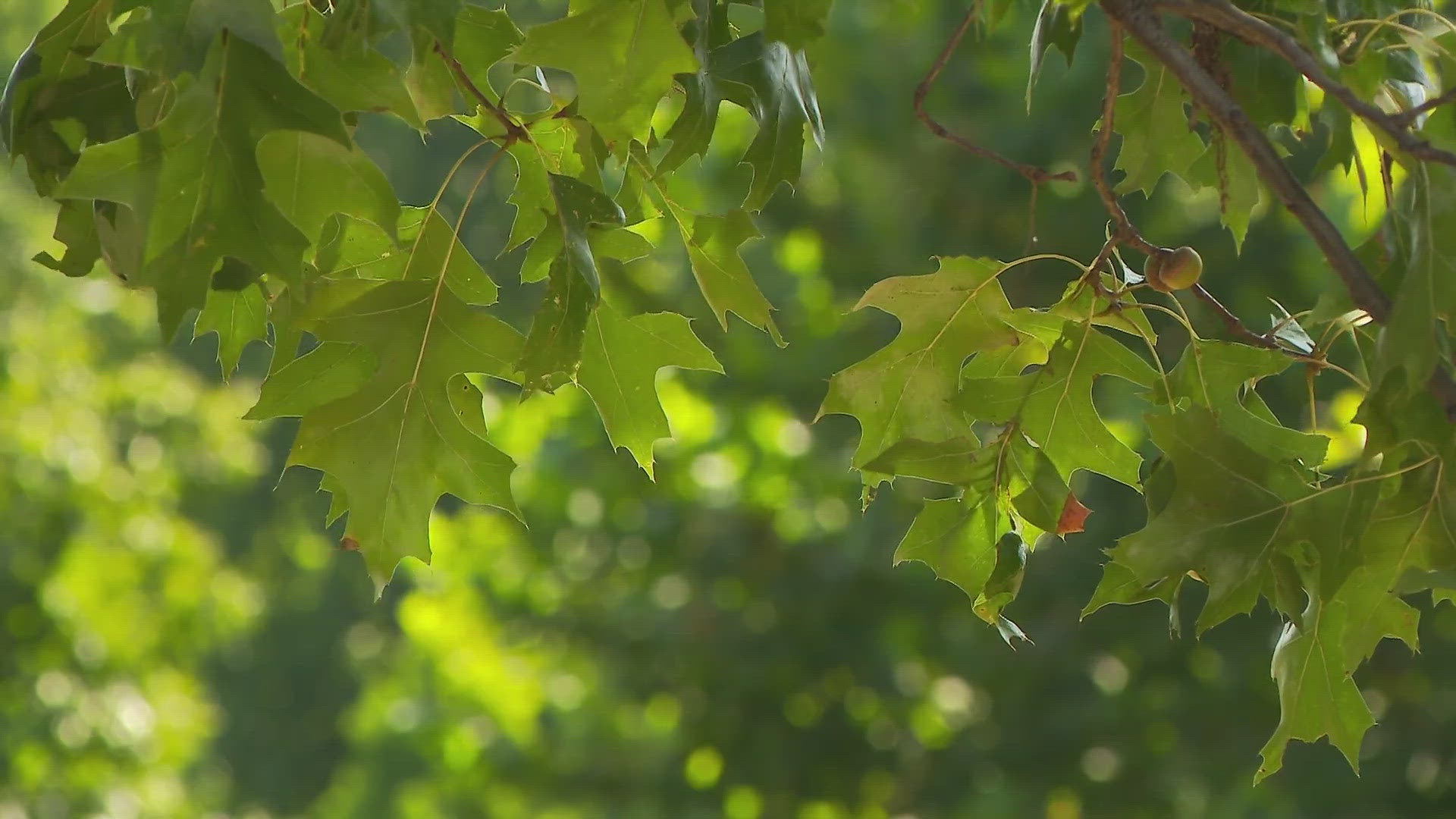 The University of Louisville has released results of a study after planting trees and shrubs in South Louisville and measured health outcomes.