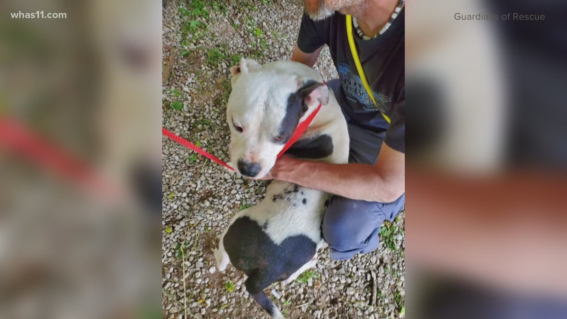 Tyson was found after Guardians of Rescue acted on a tip about a hoarding situation in Hart County. Rescuers said they found more than 80 dogs at the site.