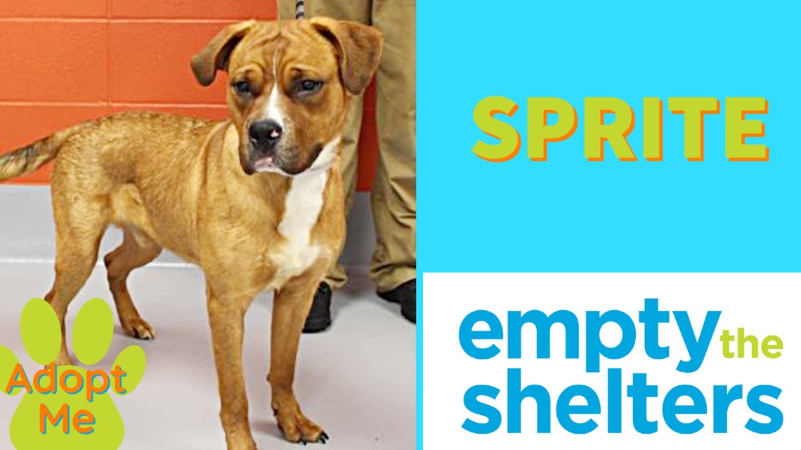 Adopt a pet for free from Animal House Adoption Center LMAS