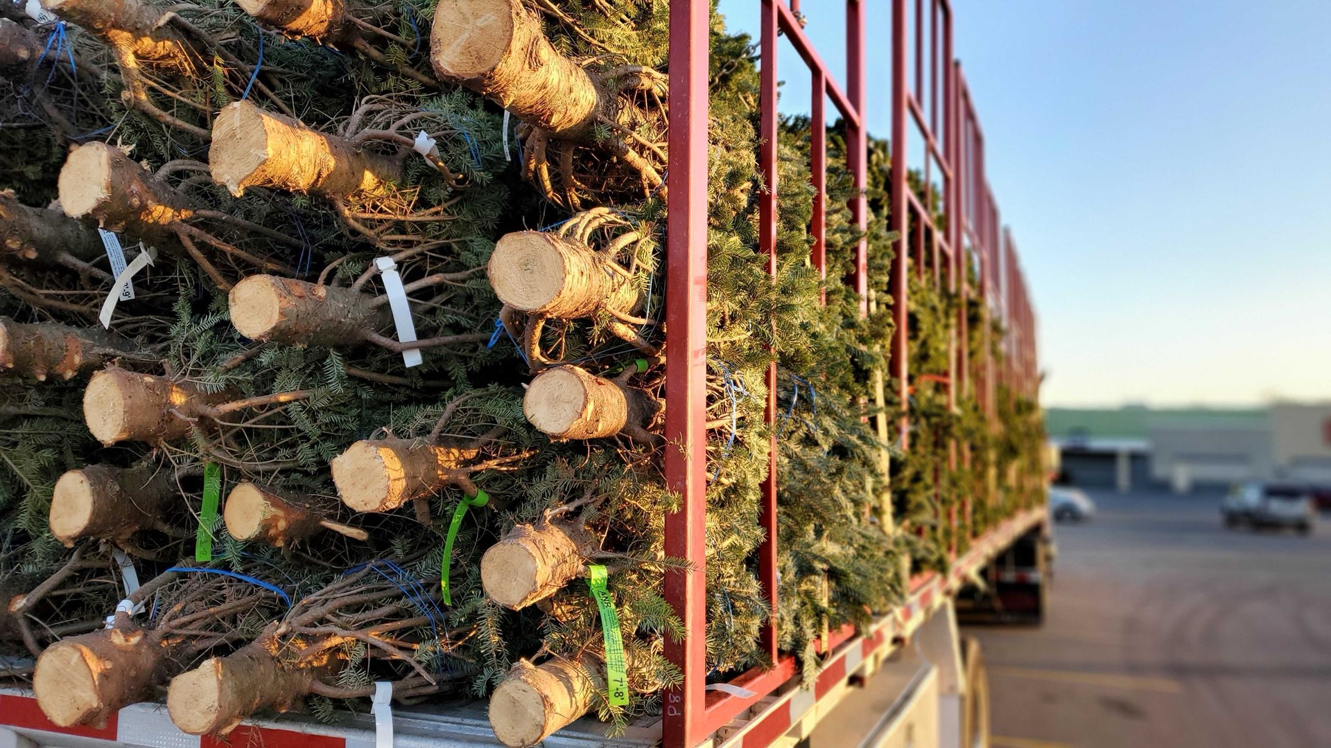 Martin's Christmas Tree Lot is one of the few in Southern Indiana opening for the holidays this year.