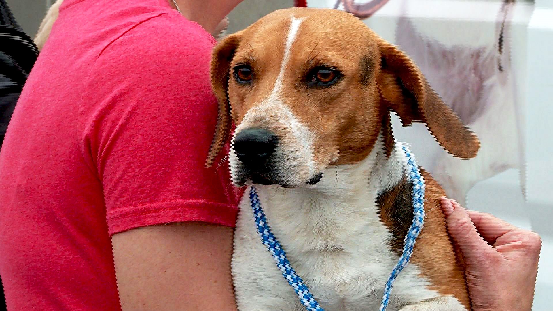 Animals relocated after sewage floods Harrison Co. animal shelter ...