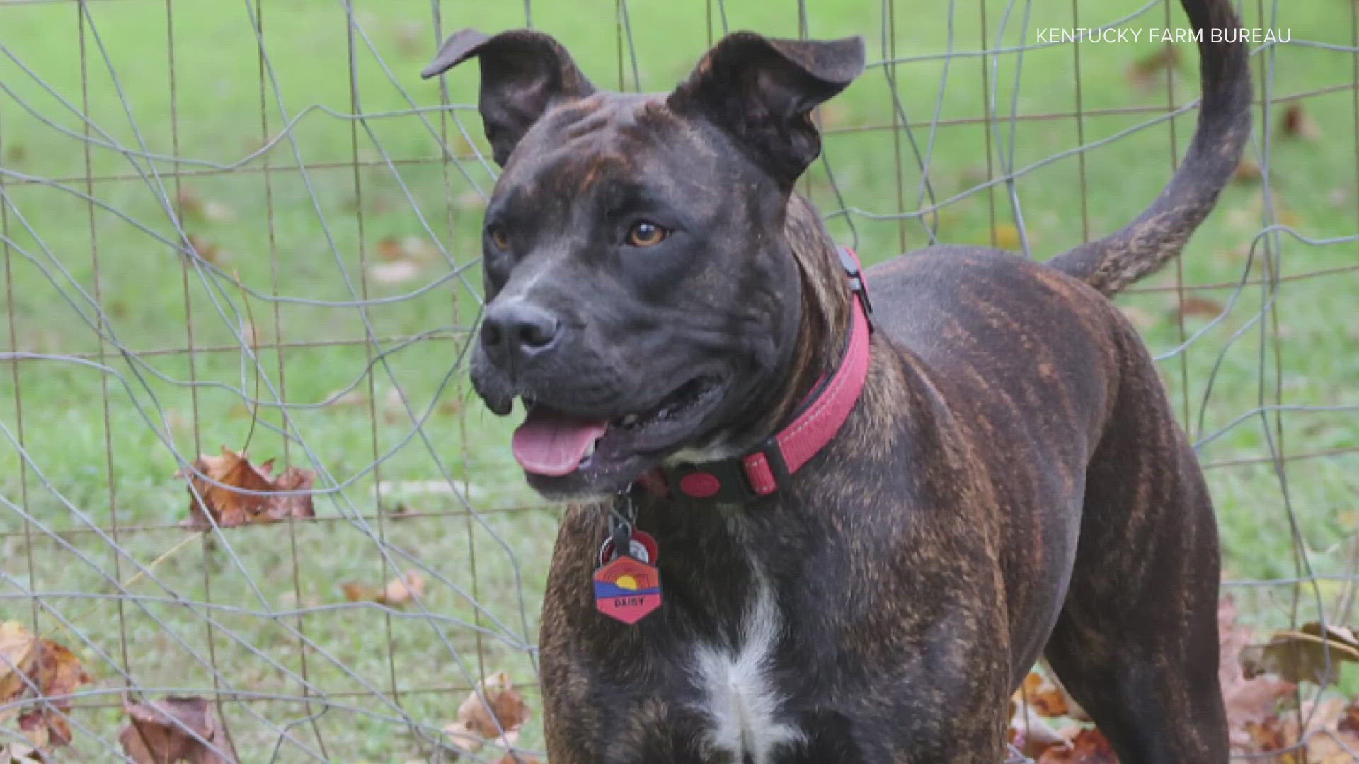 Daisy is one of five finalists for the People's Choice Pup award in the American Farm Bureau Federation's Farm Dog of the Year competition.