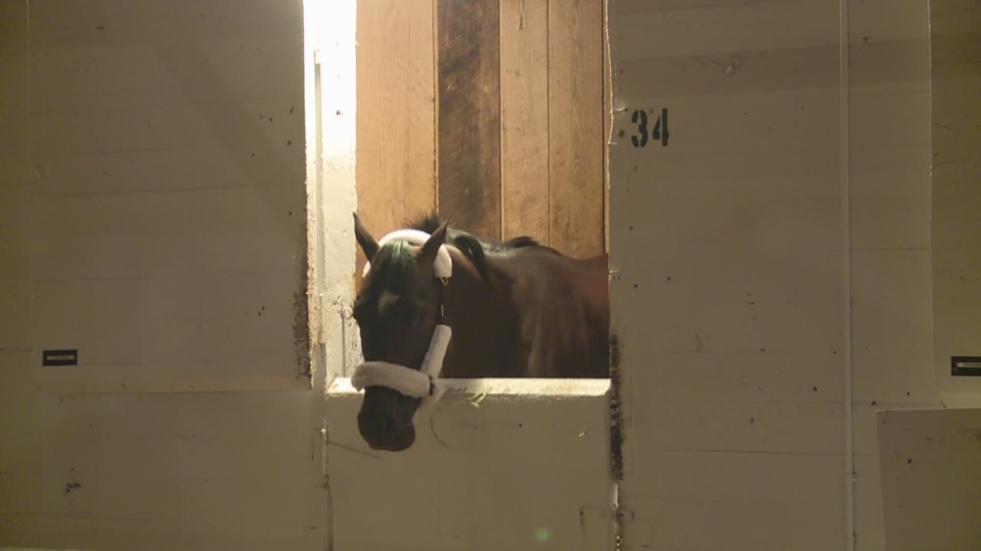 The Derby winner Always Dreaming is the fifth favorite in a row to take the garland of roses. He is officially in Baltimore as he prepares for the Preakness Stakes.
