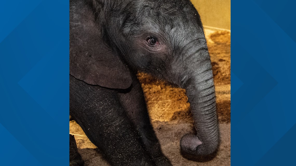 Louisville Zoo welcomes new baby elephant | whas11.com