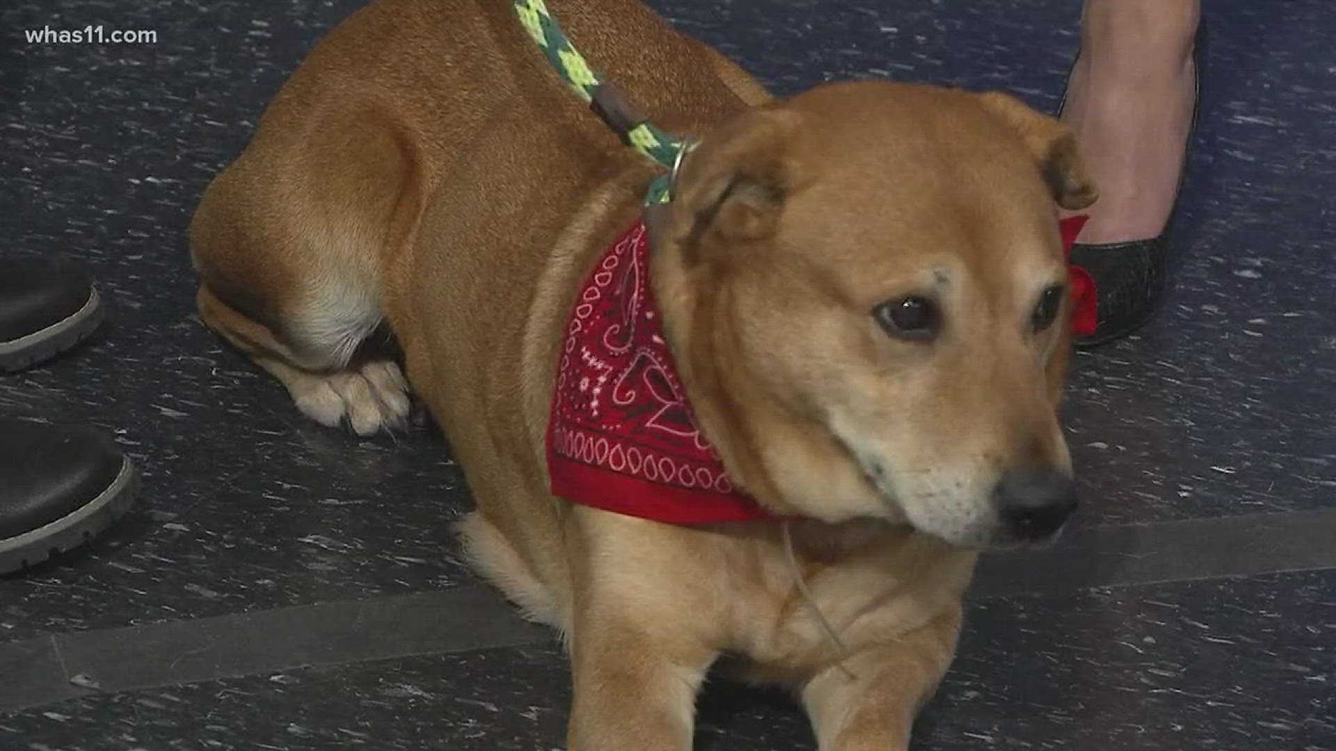 Louisville Metro Animal Services says Beanie is ready for a good home.