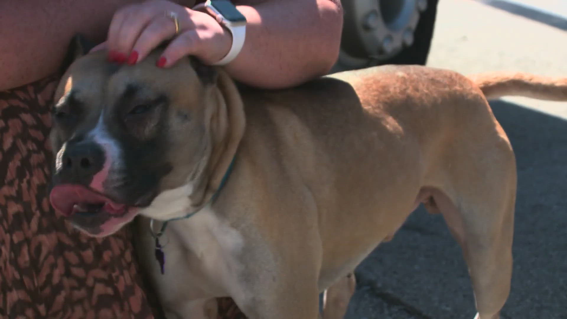 Today's star is a well-behaved boxer mix who gets along with everyone" cats, dogs and kids! Meet Zeus!