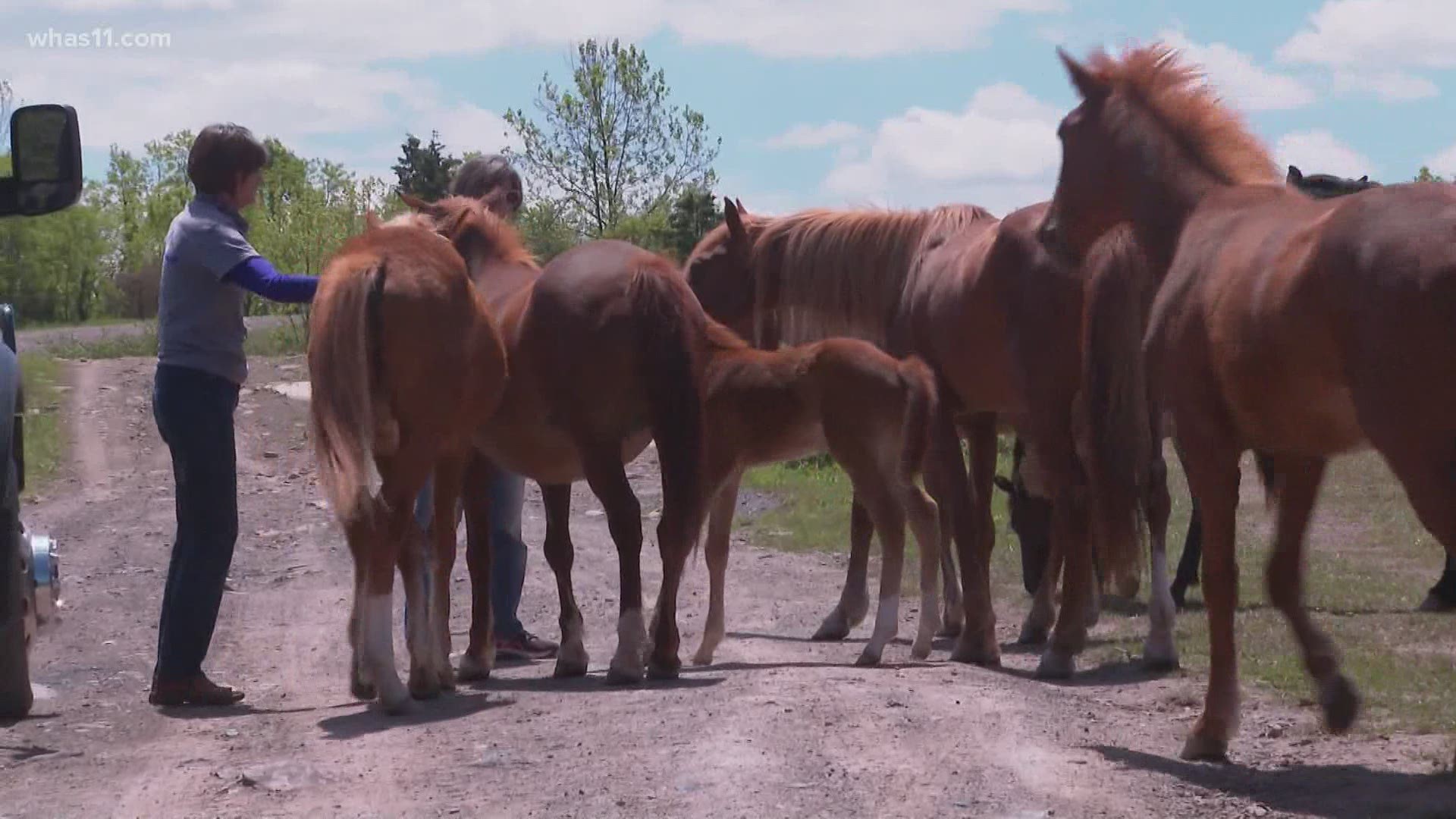 A group of volunteers are dedicating their time in protecting wild horses who roam the mountains of eastern Kentucky.