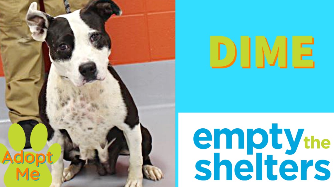 Adopt a pet for free from Animal House Adoption Center LMAS