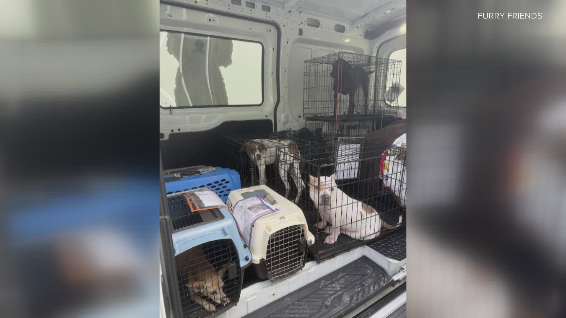 The Kentucky Humane Society took in 24 animals from Furry Friends Ranch in Palm Beach Florida after Hurricane Milton slammed into the state.