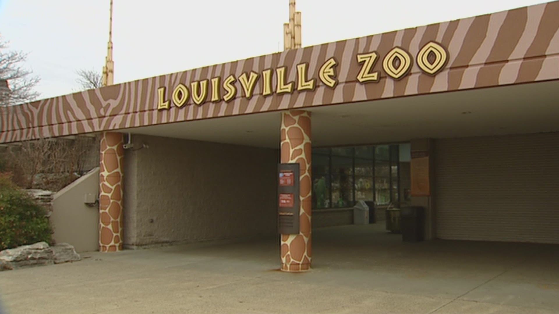 The COVID vaccinations would be for the apes and big cats, the Zoo said.