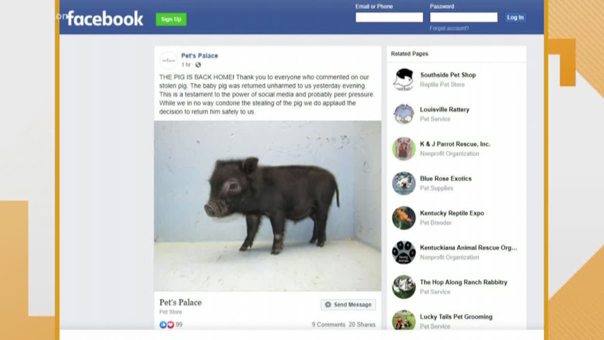 Baby pig has been found.
