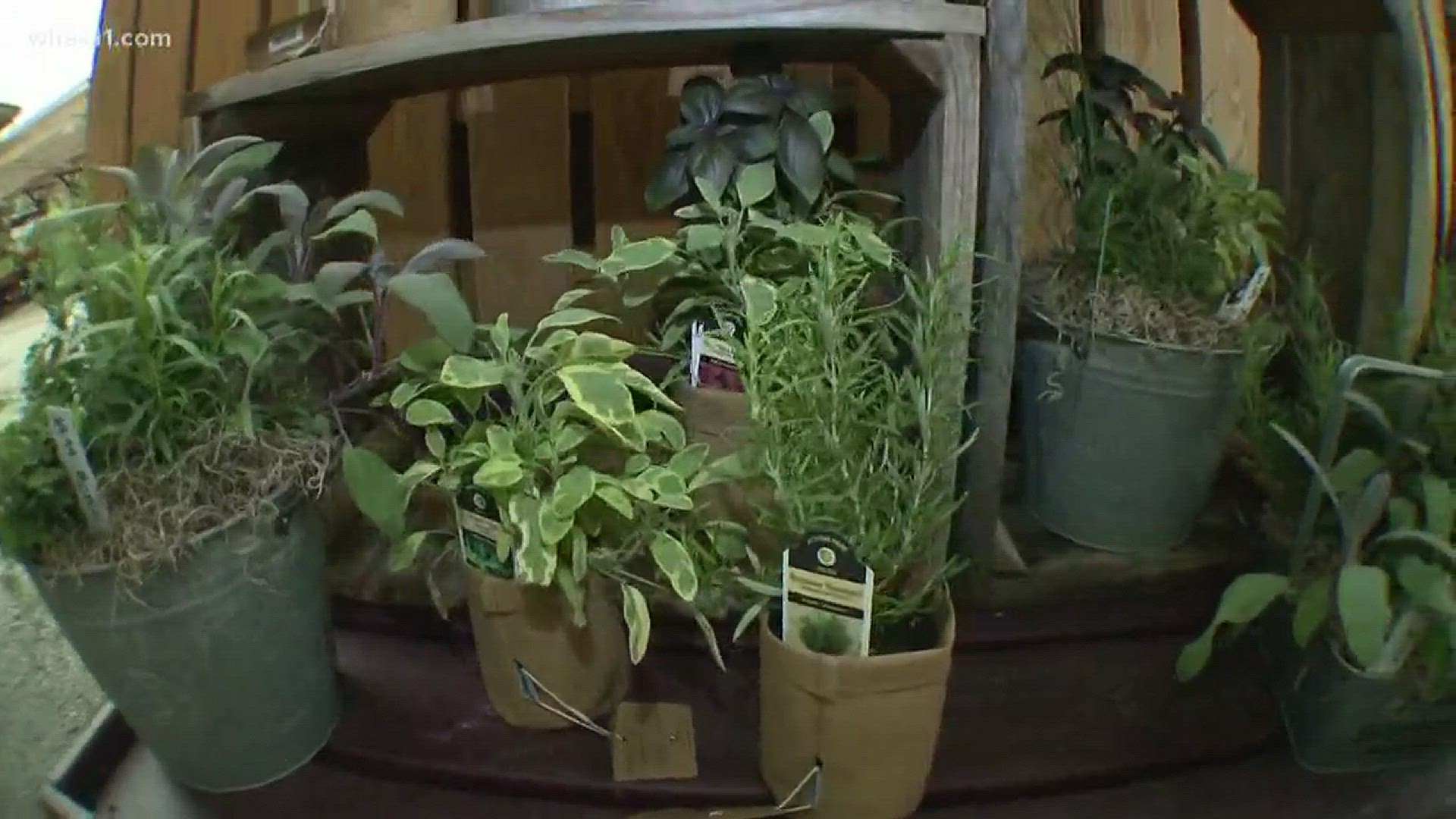 How to plant and use herbs with Jeff Wallitsch at Wallitsch Garden Center