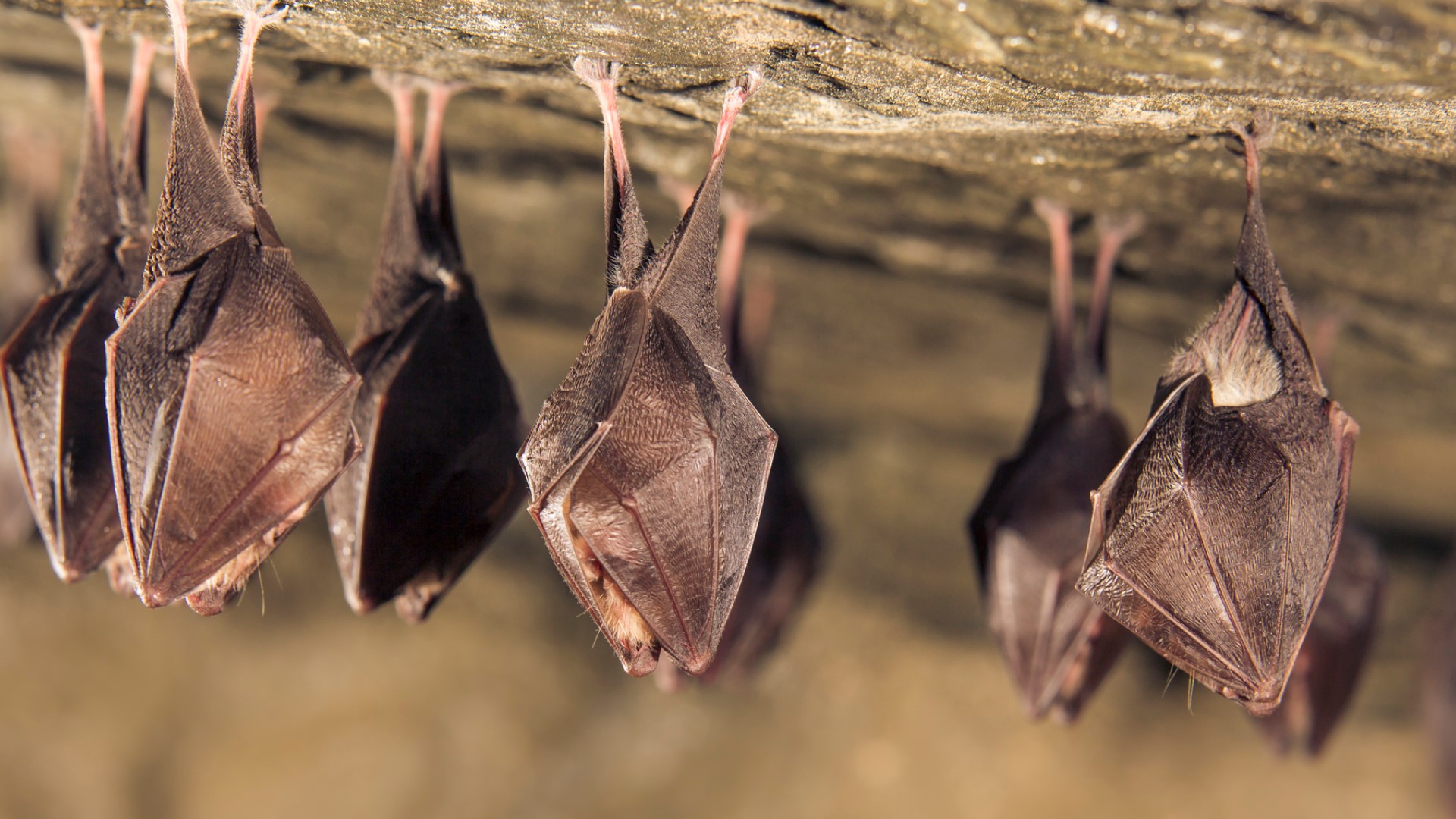 Bat infestation plagues old jail in SW Indiana | whas11.com