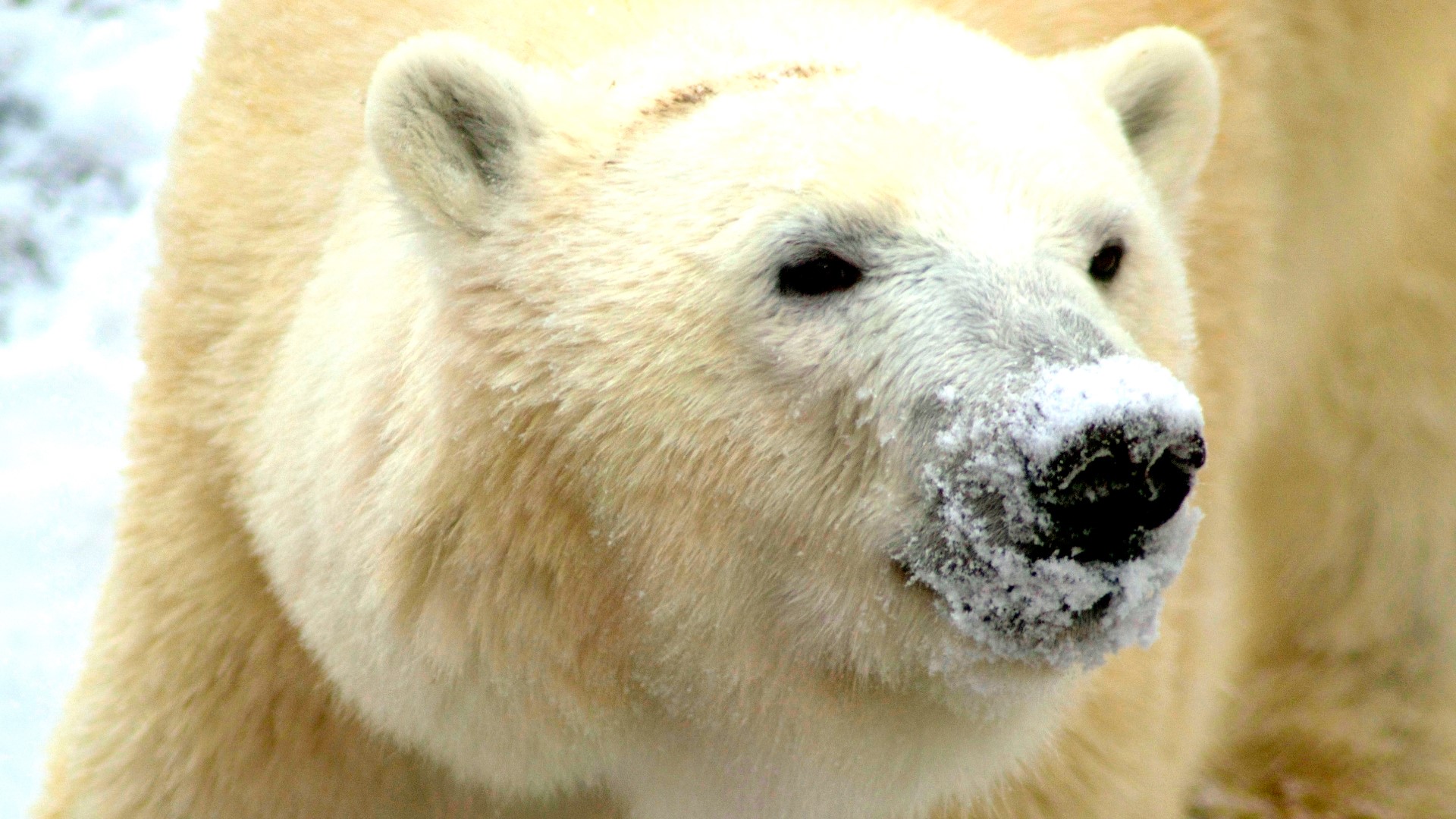 The zoo is up for two awards: 'Best Overall Zoo' and 'Best Zoo Exhibit' for its Glacier Run.