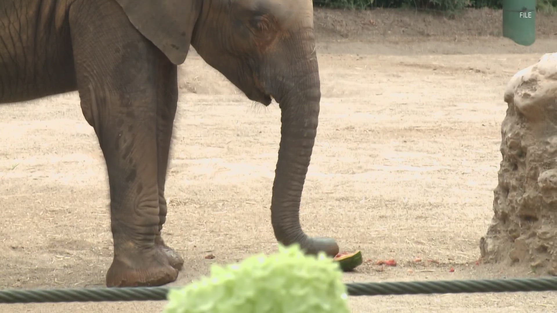 Officials said he died Saturday after being diagnosed with EEHV, a virus elephants are born with.