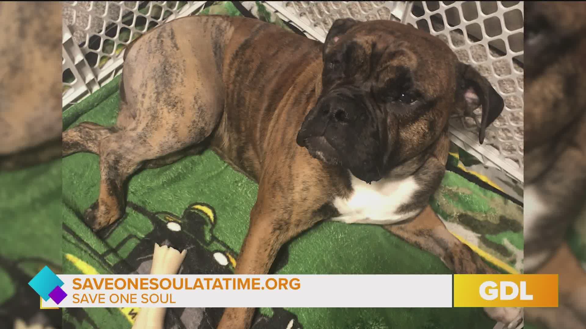Save One Soul animal rescue on Great Day Live 
