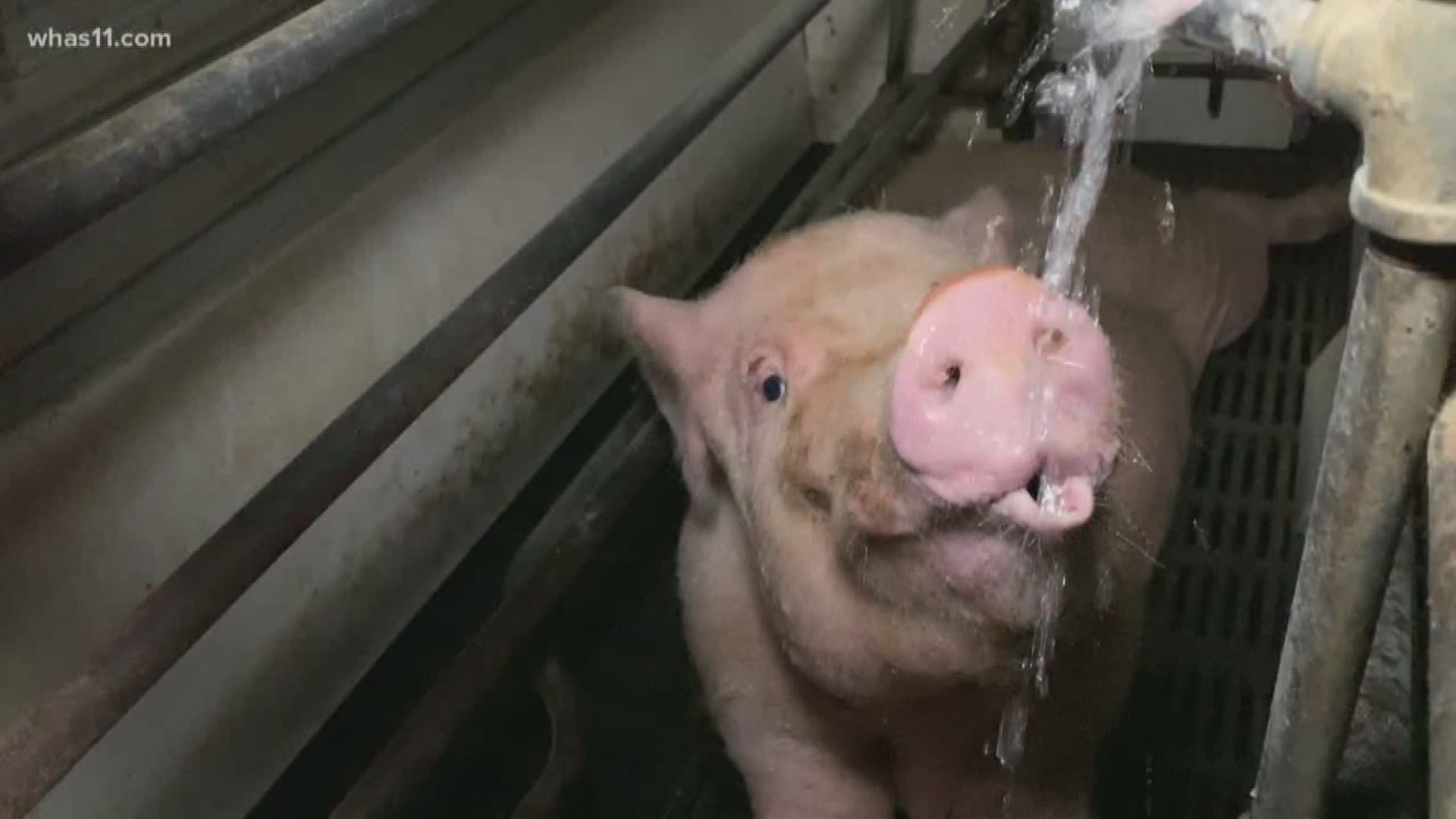 PETA publishes video of alleged animal cruelty at Louisville slaughterhouse  