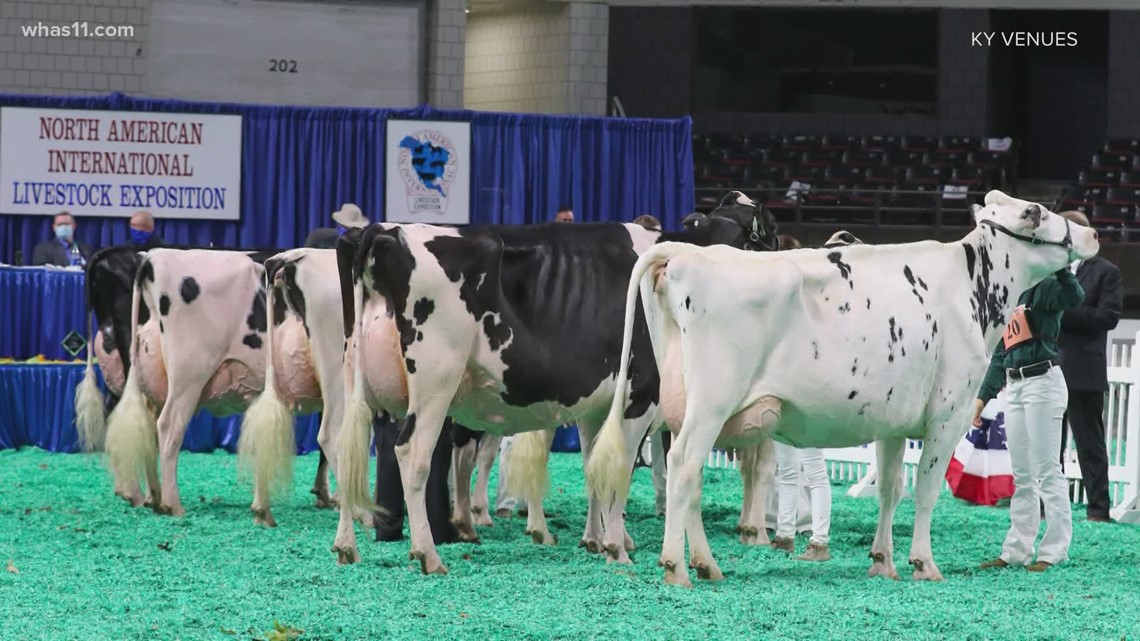 Competitions at Livestock Expo in Louisville underway