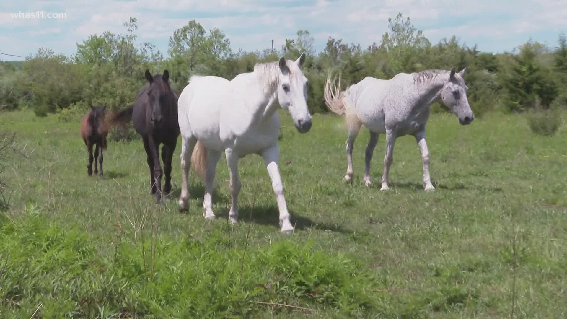 Among abandoned coal mines in the mountains of Eastern Kentucky, horses roam free in horse heaven thanks to a group of volunteers.