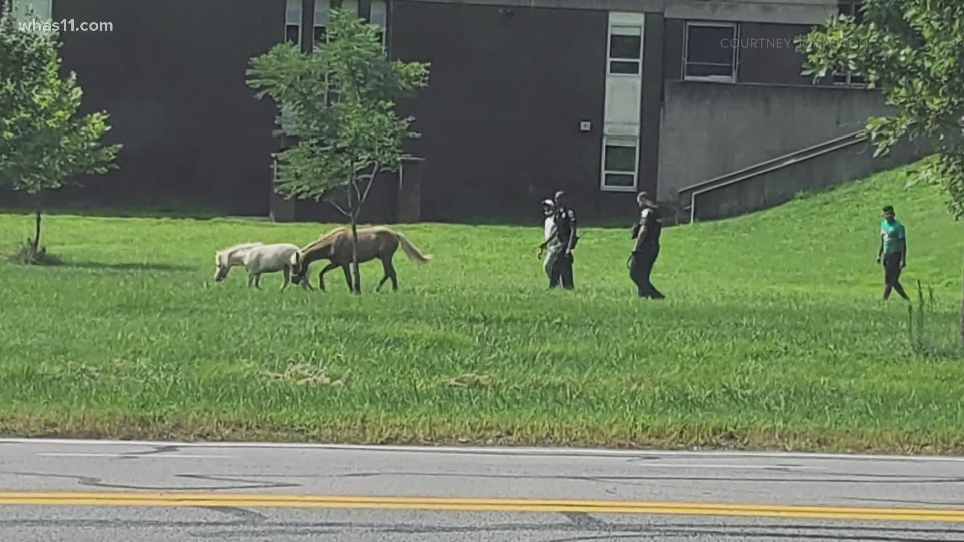 Officer AJ Mabrey said he was on the way to a safety briefing at a school when he saw two horses running toward him on St. Andrews Church Road near Doss High School.