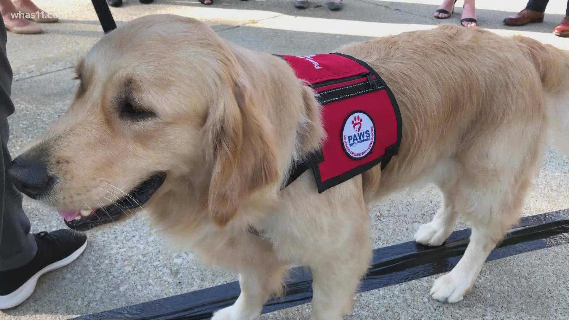Meet Edie: Norton Health's newest emotional support dog 