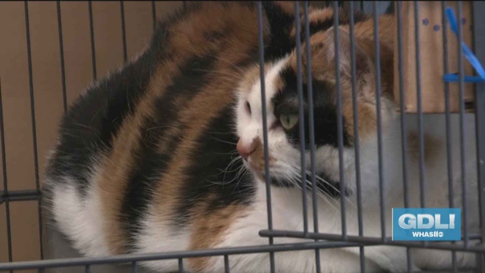 The Kentucky Humane Society has a new program that pairs senior citizens with senior pets.