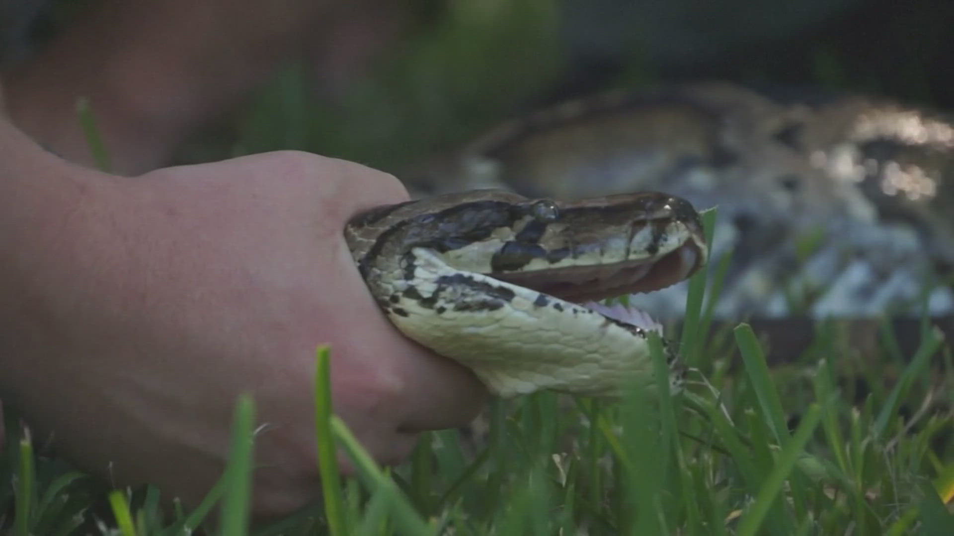 Scientists in Florida are sounding the alarm over what they're calling a "wildlife issue of our time."