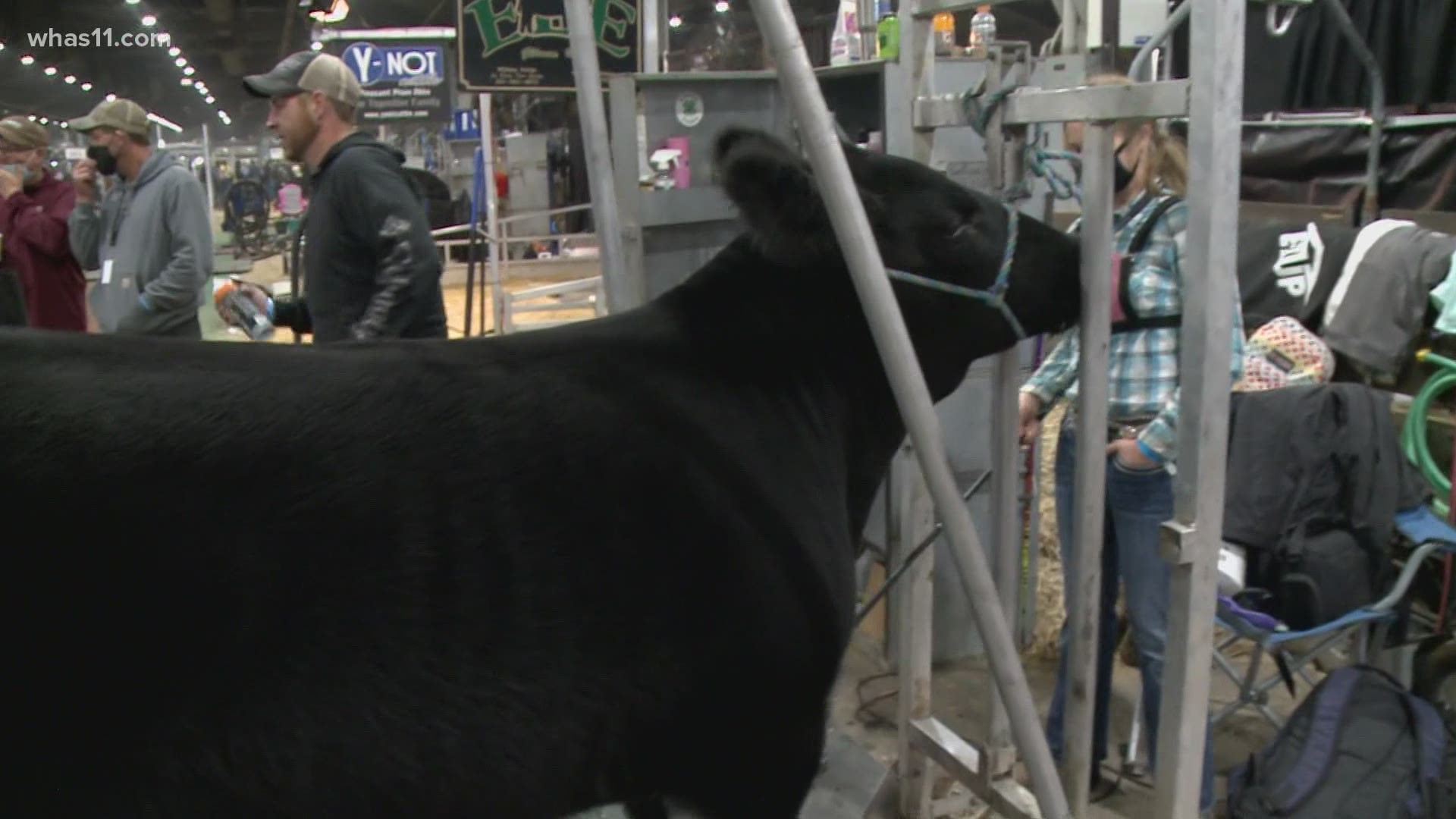 Young people from across the country show how they work hard to make sure their animals have the best chance to compete during the annual event.