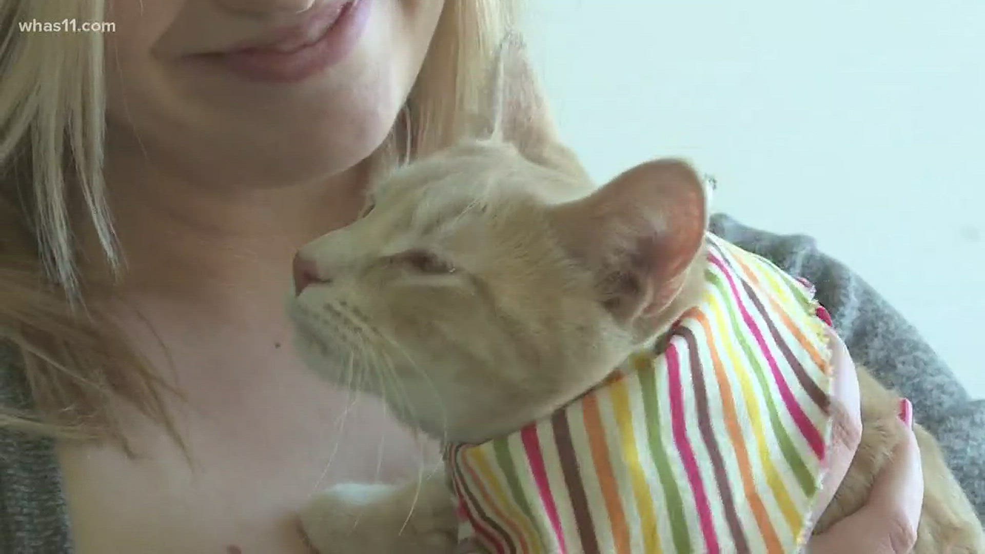 Sneak peek at city's first-ever cat cafe