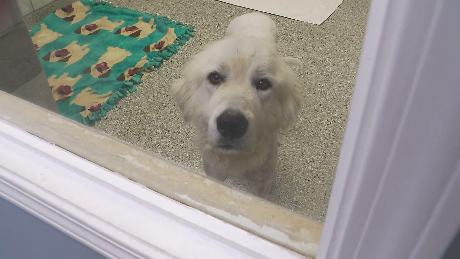 The humane society welcomed almost 40 animals to their facility on Wednesday.