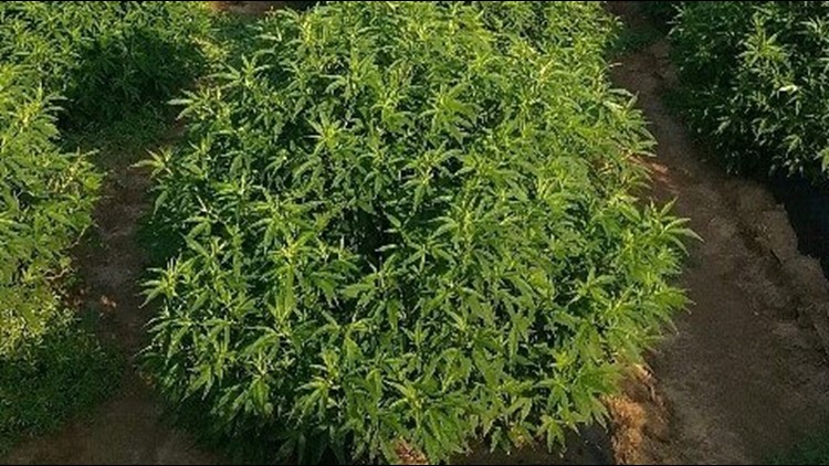 Sen. McConnell Introduces Bill to Legalize Hemp