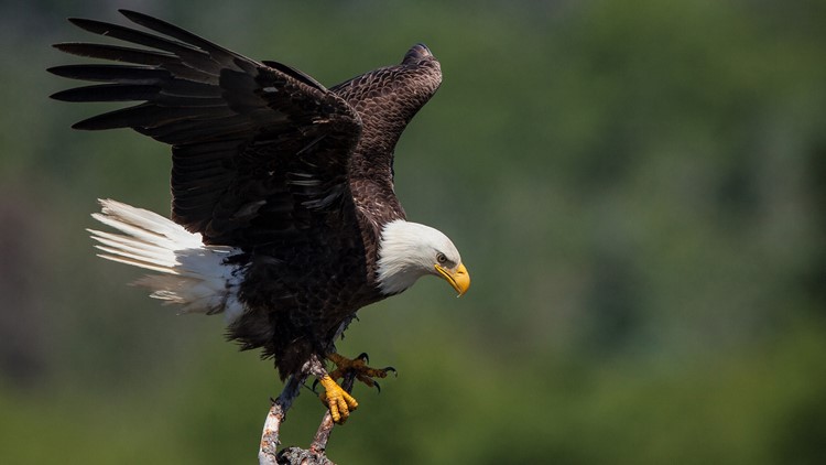 possessing eagle feathers is