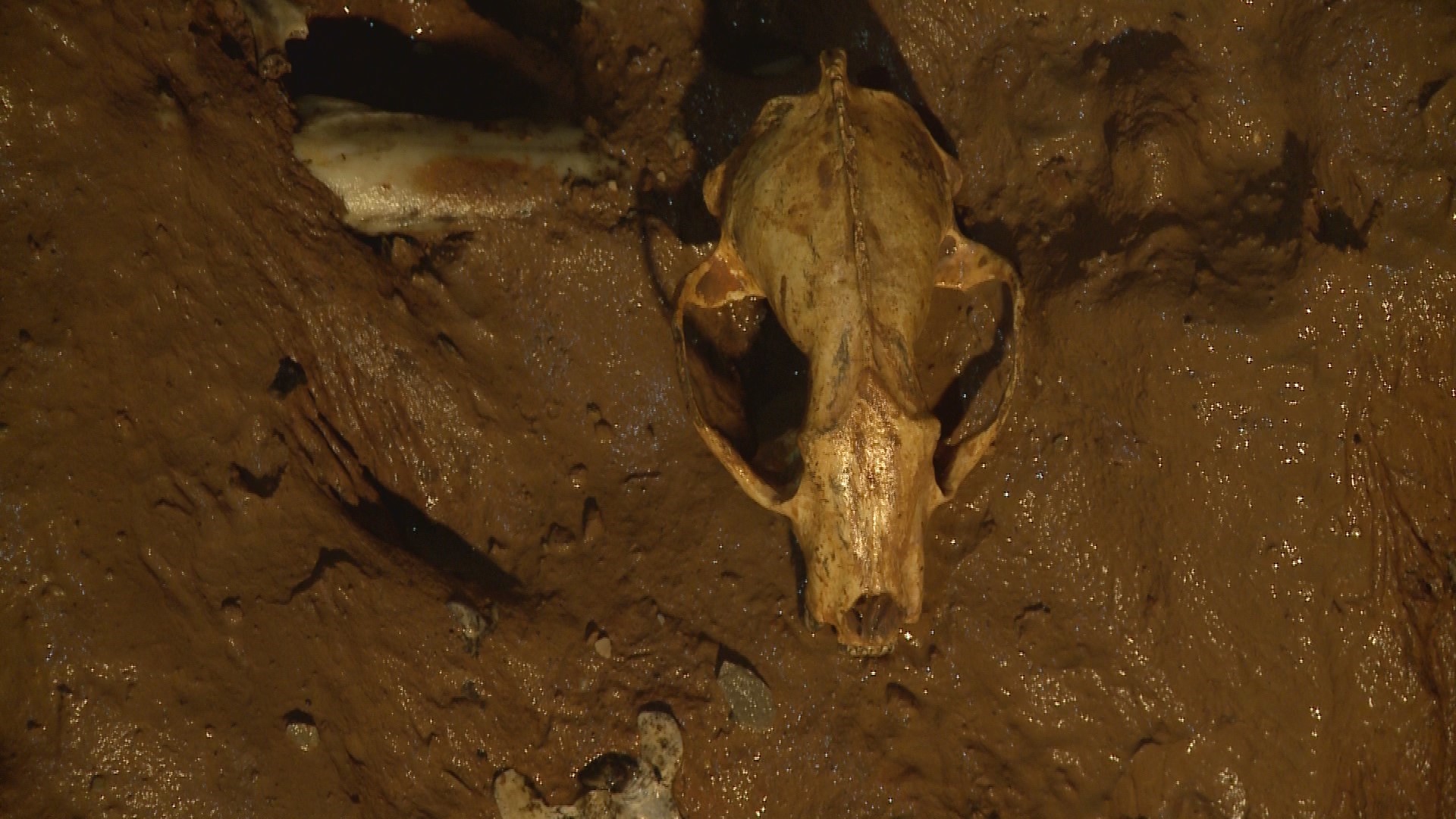 Paleontologists digging into the past at Indiana Caverns