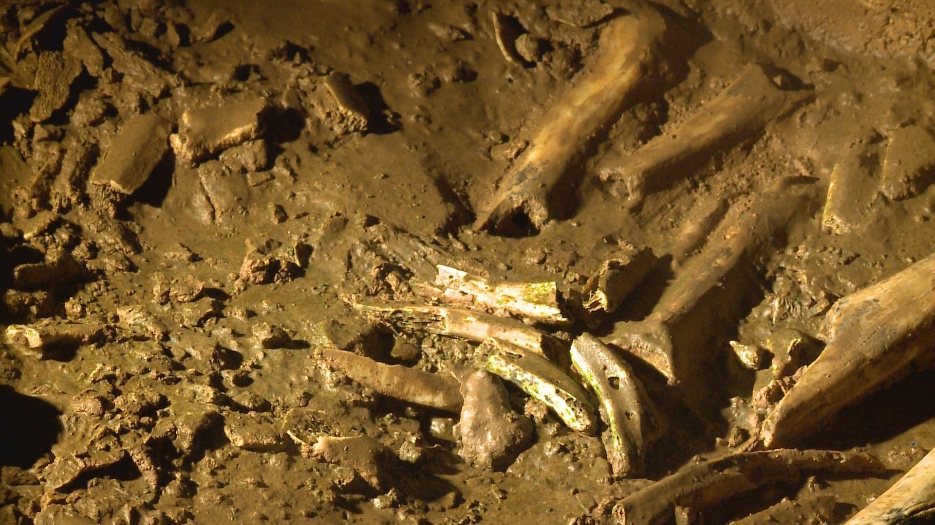 Paleontologists digging into the past at Indiana Caverns