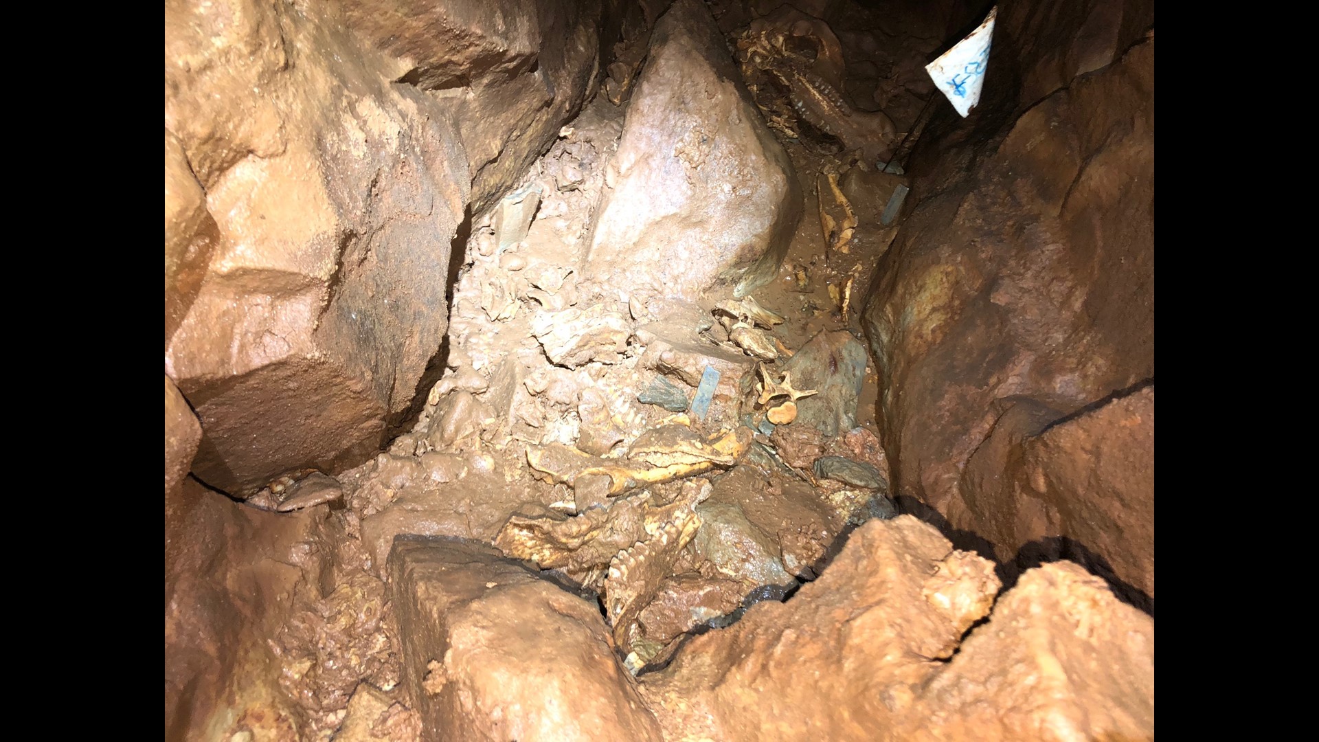 Paleontologists digging into the past at Indiana Caverns