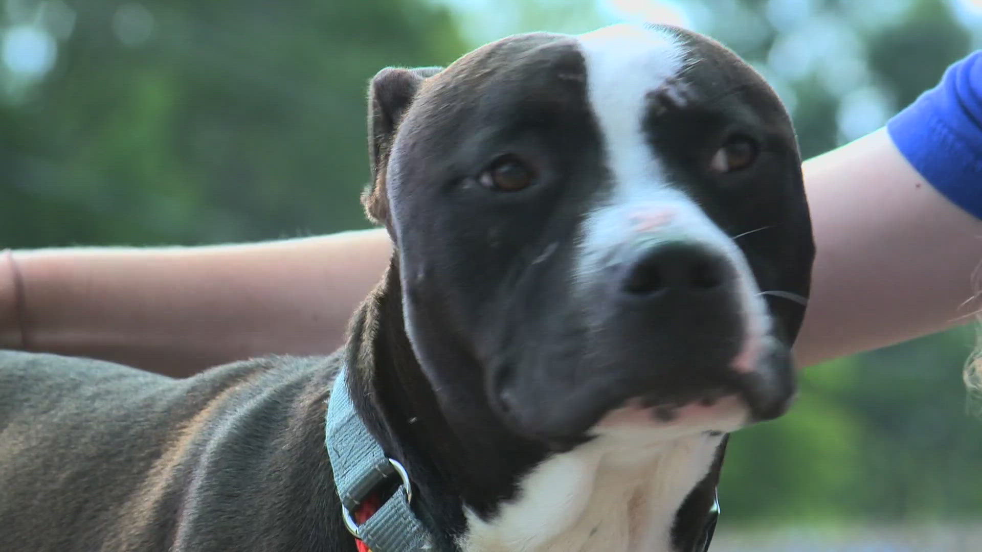 Given a reason to be weary of humans, WHAS11 Shelter Star ‘Newt’ is looking for someone to teach him how to trust again.