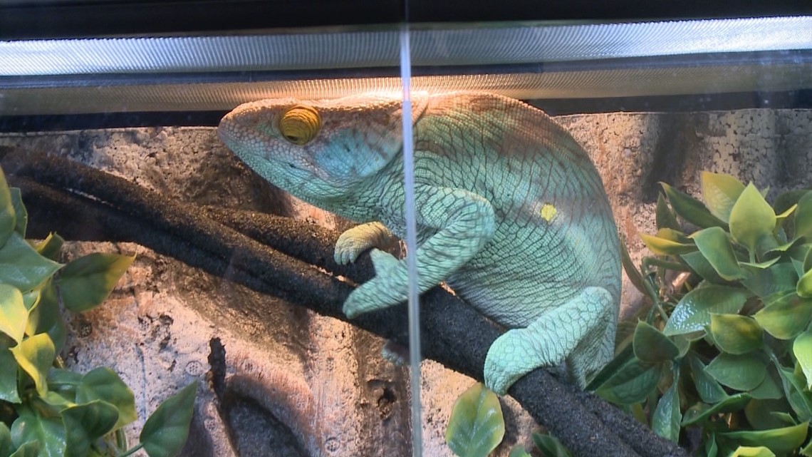 Exotic Reptiles Shown During Special Show At Feeders Supply