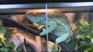 Guests Interact With Exotic Reptiles During Special Show At