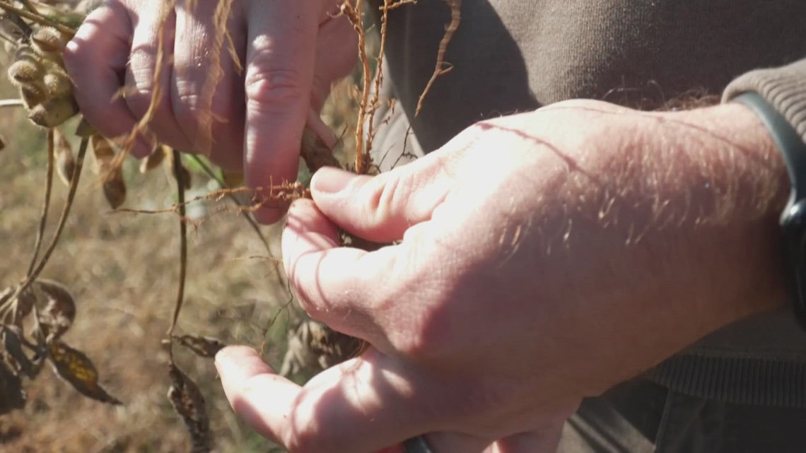 'Rough three years' | Even with soybean deal reached, Kentucky farmers face challenges