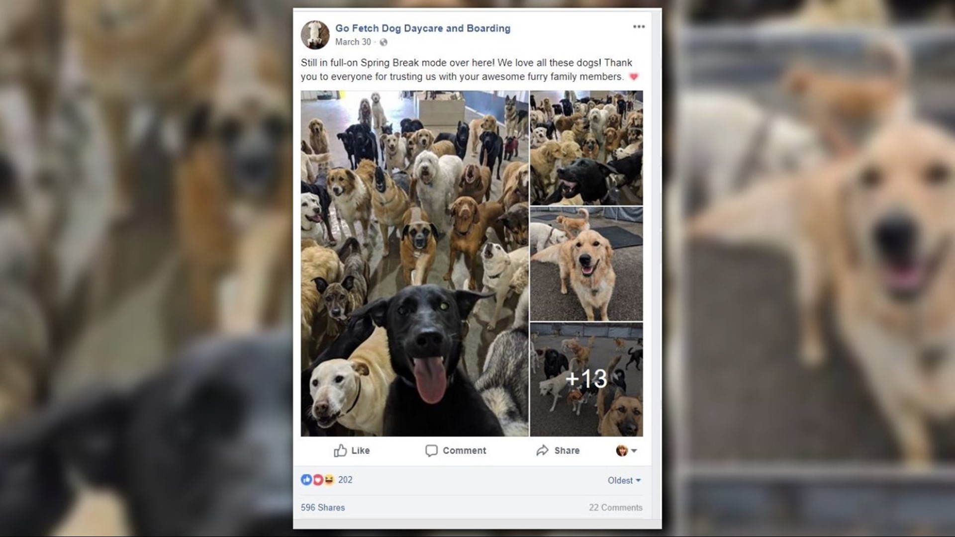 A pack of dogs in Loveland took an epic selfie, and it is everything we ever wanted
