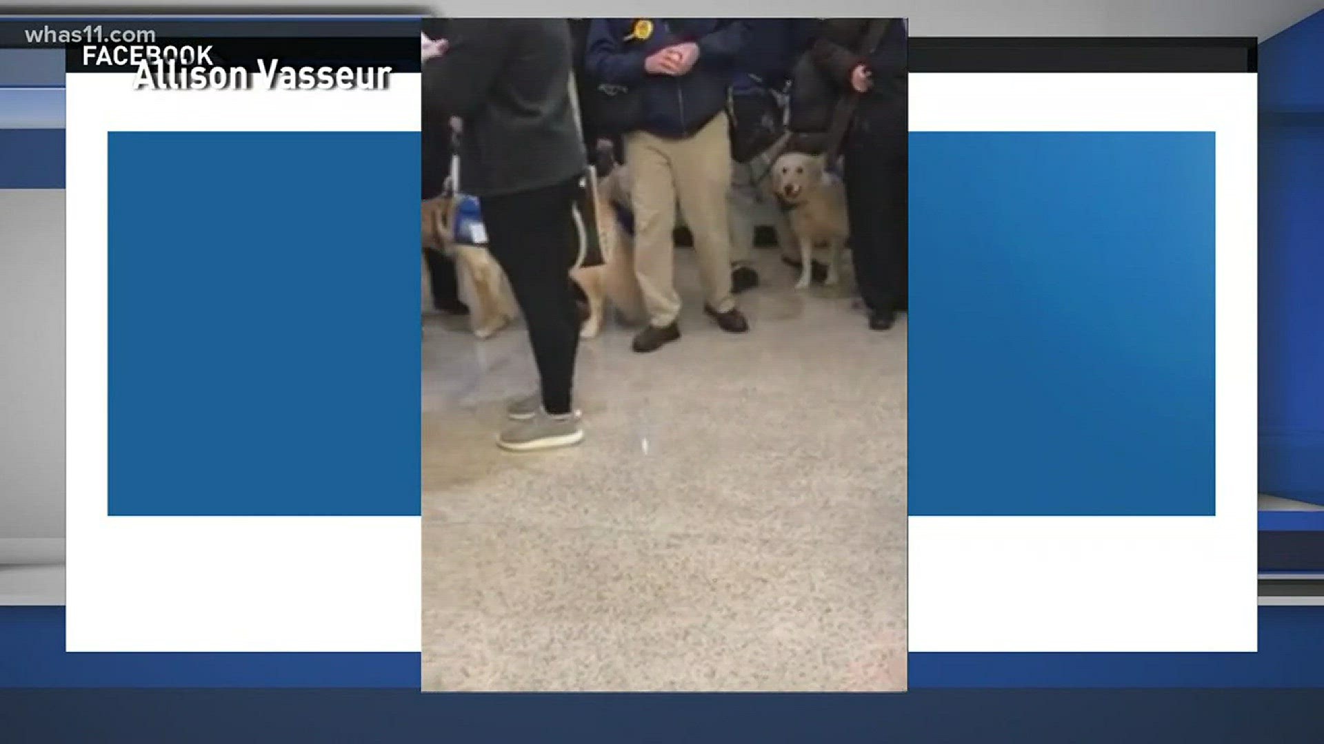 Students at Marshall County High School are back in class but they're not without support, 12 support dogs to be exact.