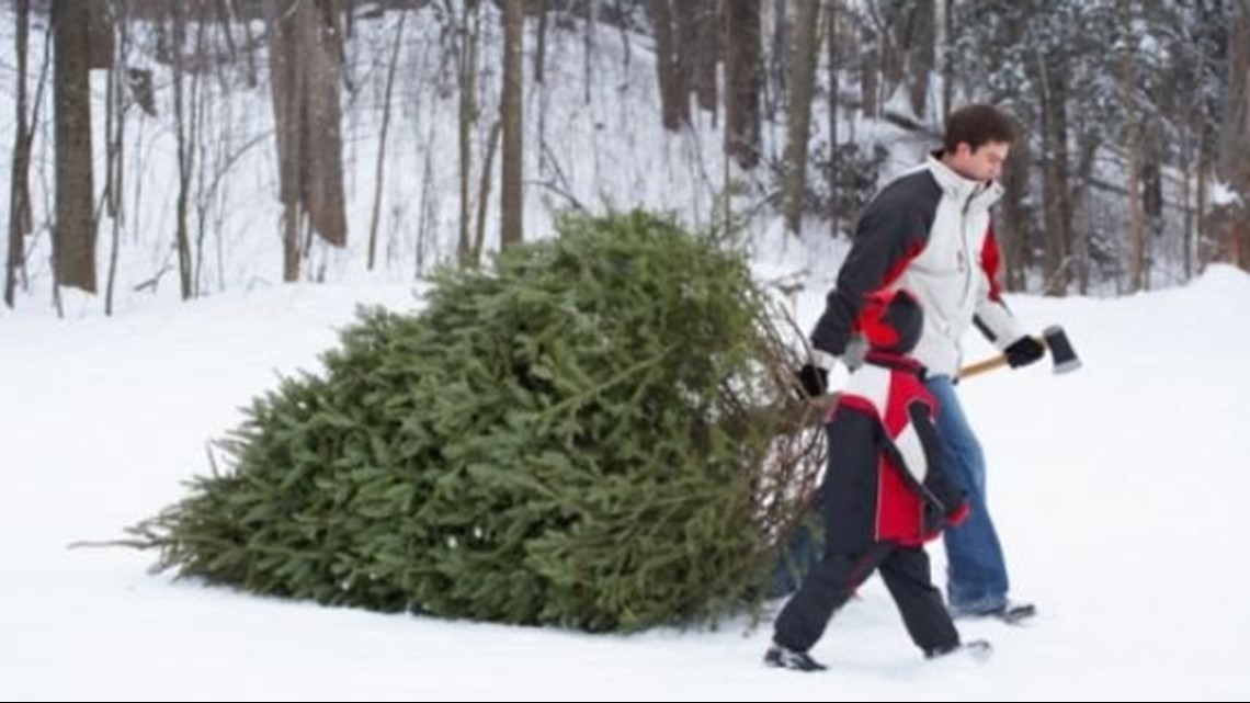 Give your Christmas tree a new purpose as a fish habitat | whas11.com