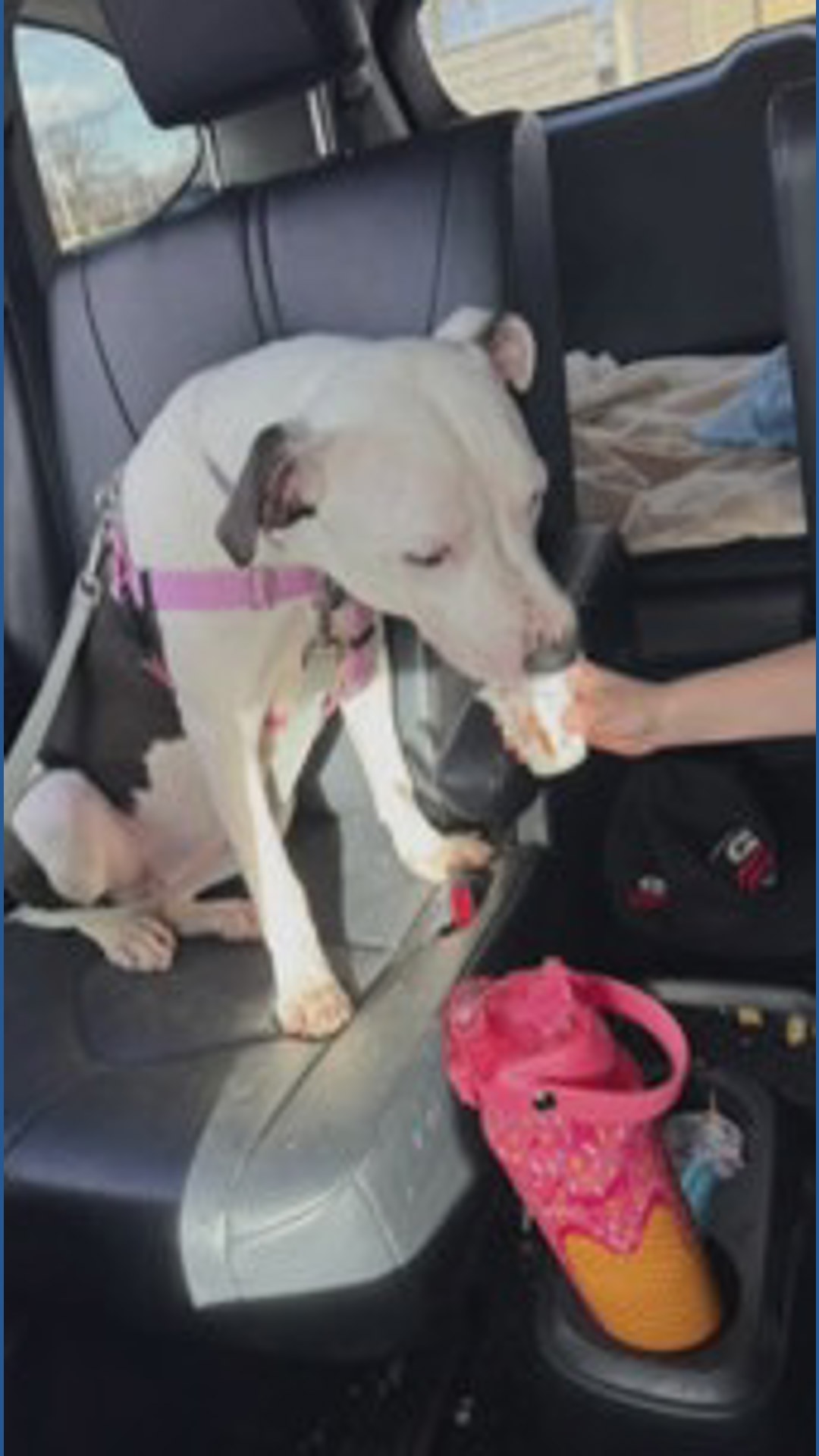 WHAS11 Shelter Stars: Meet 2-year-old Sicily