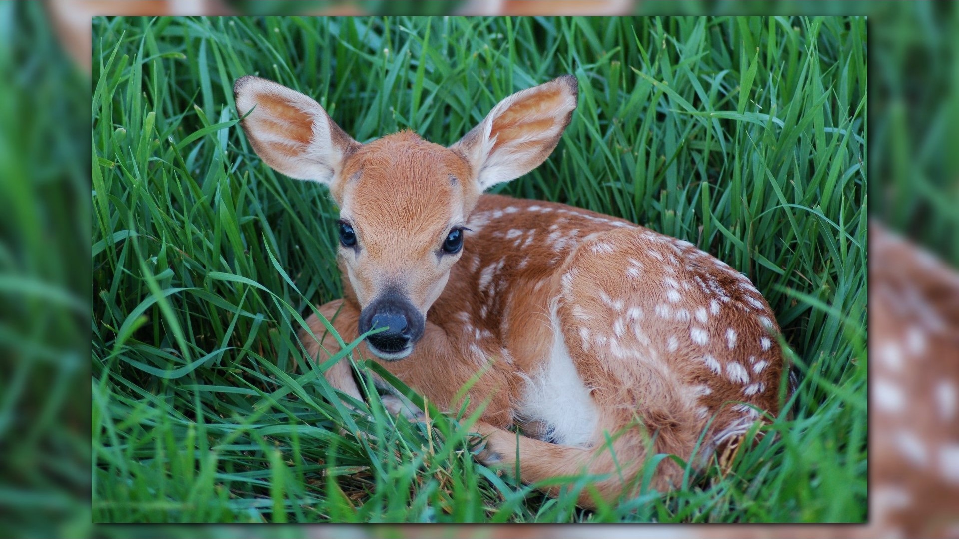 State officials say leave 'abandoned' wildlife alone | whas11.com