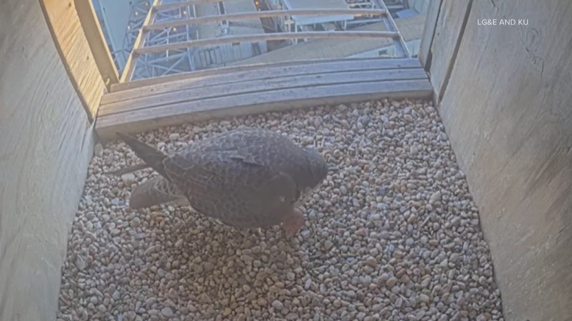 It's the first egg of the season and was laid by Diana, its resident peregrine falcon.