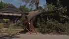ON YOUR SIDE: City clears tree from sidewalk after WHAS11 report